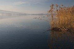 Greifensee 1